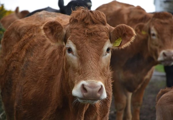 Impacto da Nutrição na Taxa de Conversão Alimentar dos Animais