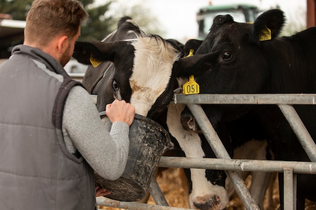 Verrugas em bovinos: conheça o tratamento de papilomatose bovina