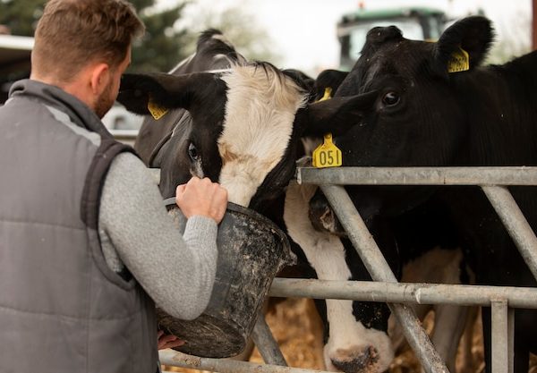 Verrugas em bovinos: conheça o tratamento de papilomatose bovina