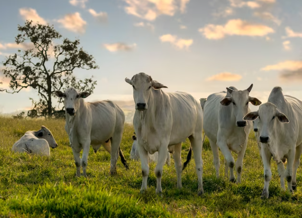 Entendendo a Importância dos Probióticos na Saúde dos Animais