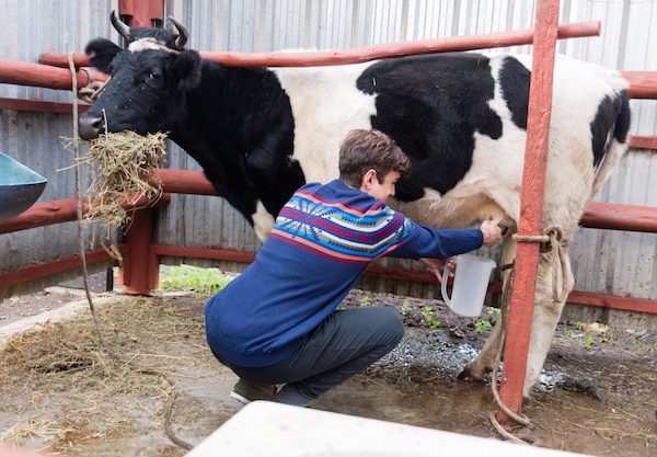 Mastite em vacas: confira o tratamento de mastite em vacas da Nutriphós