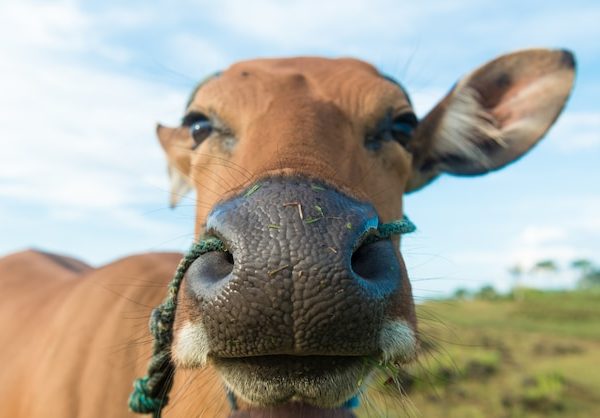 O Papel dos Probióticos na Redução do Odor das Fezes em Animais de Produção