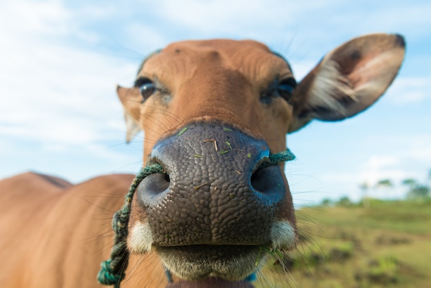 O Papel dos Probióticos na Redução do Odor das Fezes em Animais de Produção