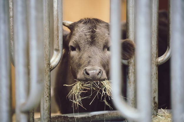 Dicas para Combater Problemas Digestivos em Animais de Produção