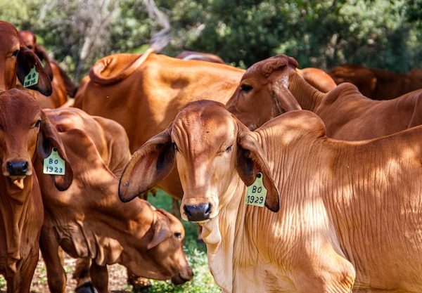 Reprodução Bovina Otimizada: Fazendo Escolhas Inteligentes em Suplementação