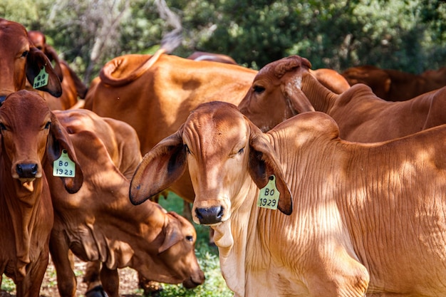 Reprodução Bovina Otimizada: Fazendo Escolhas Inteligentes em Suplementação