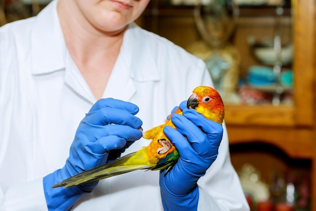Vitalidade Aérea: Suplementação e Vitaminas Essenciais para Aves