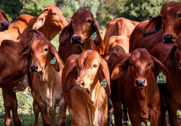 Garantindo o Bem-Estar Animal: Manejo e Tratamento de Cascos