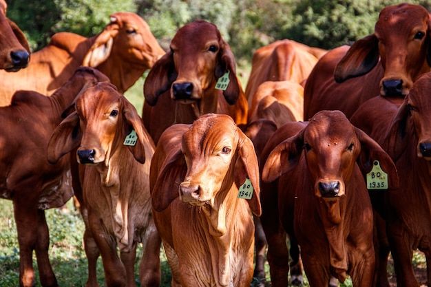 Garantindo o Bem-Estar Animal: Manejo e Tratamento de Cascos