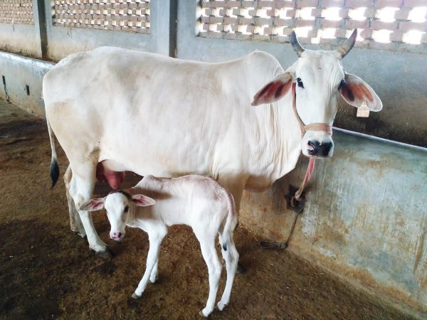 Gestação e Parto de Sucesso: Como Manter a Saúde Reprodutiva Bovina?