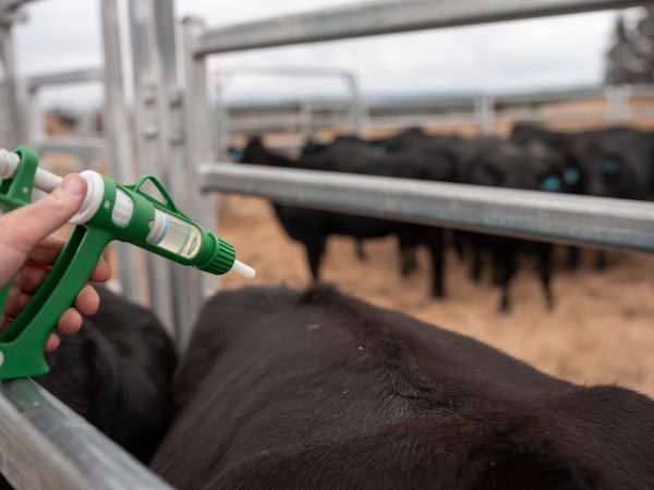 Alta Performance no Campo: Nutrição e Antitóxicos na Engorda de Bovinos