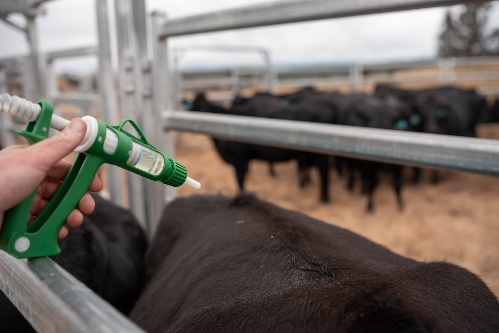 Alta Performance no Campo: Nutrição e Antitóxicos na Engorda de Bovinos