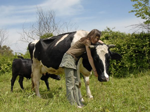 Longevidade e Saúde: Práticas de Manejo para Evitar Mastite em Vacas