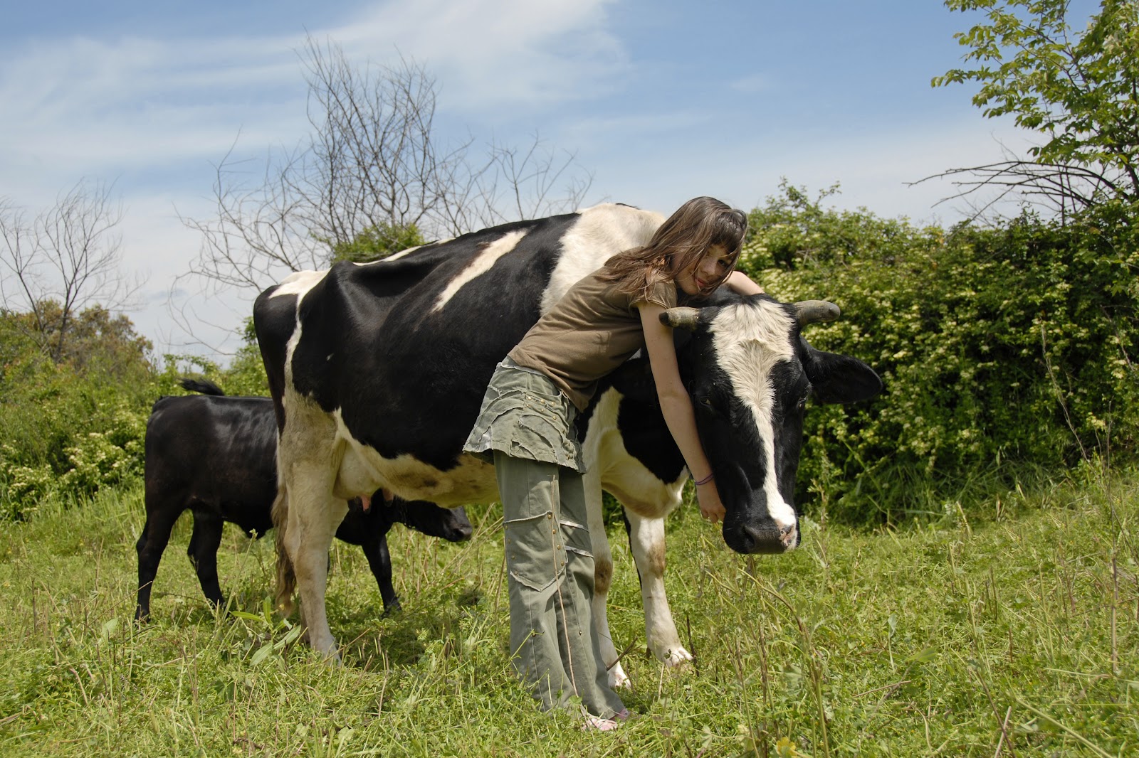 Longevidade e Saúde: Práticas de Manejo para Evitar Mastite em Vacas
