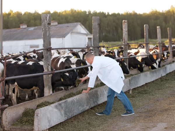 Guia Completo da Nutrição de Bovinos: Otimize a Saúde do Seu Rebanho