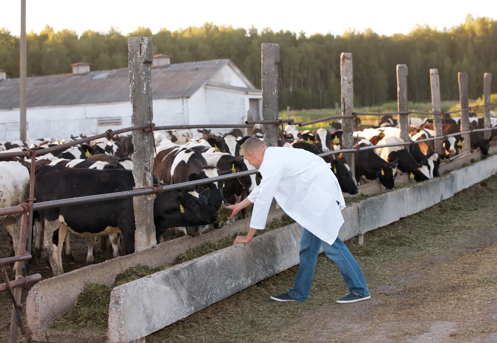Guia Completo da Nutrição de Bovinos: Otimize a Saúde do Seu Rebanho