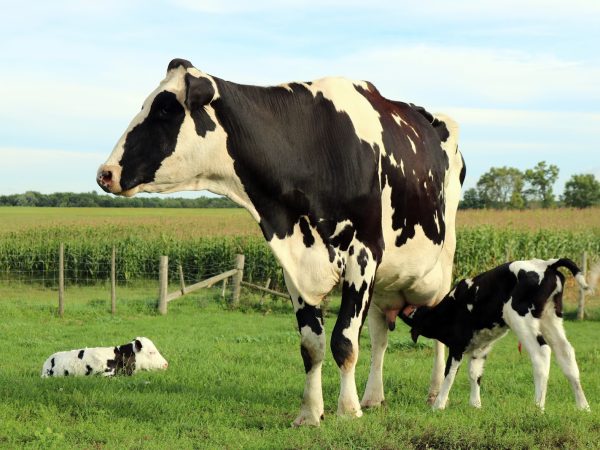 A Ciência da Reprodução Bovina: O Papel do Bomparto