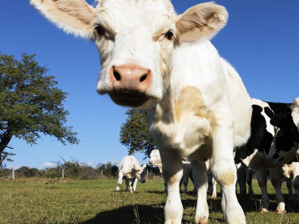 Dicas de Nutrição e Suplementação para Bezerros Saudáveis