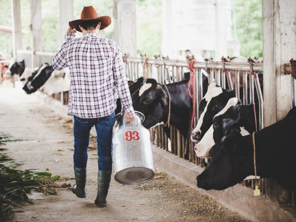Eficiência na Produção: Suplementos e Núcleos para Vacas de Leite