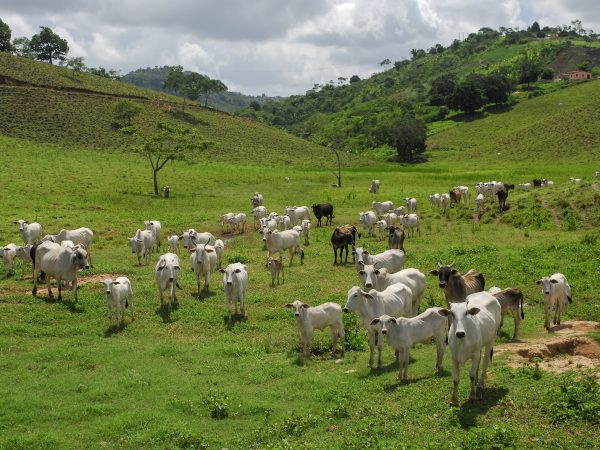 Gerencie a Saúde do Casco Bovino: Ferramentas e Tratamentos Eficazes
