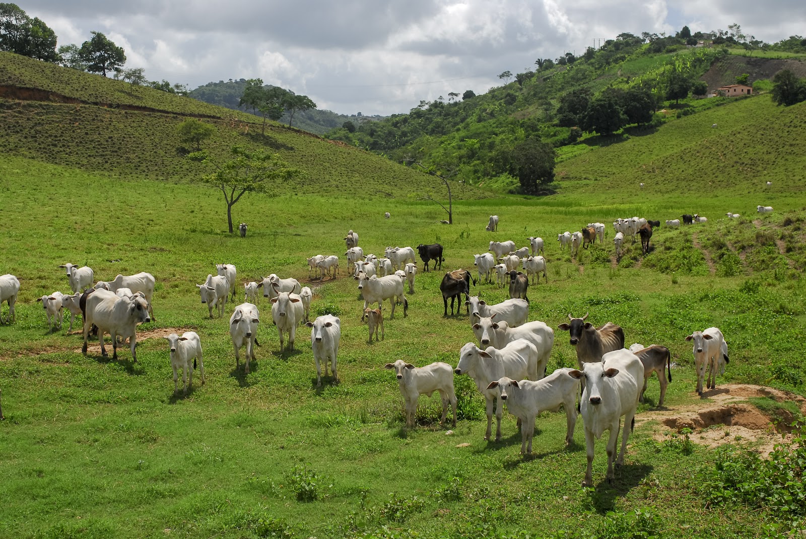 Gerencie a Saúde do Casco Bovino: Ferramentas e Tratamentos Eficazes