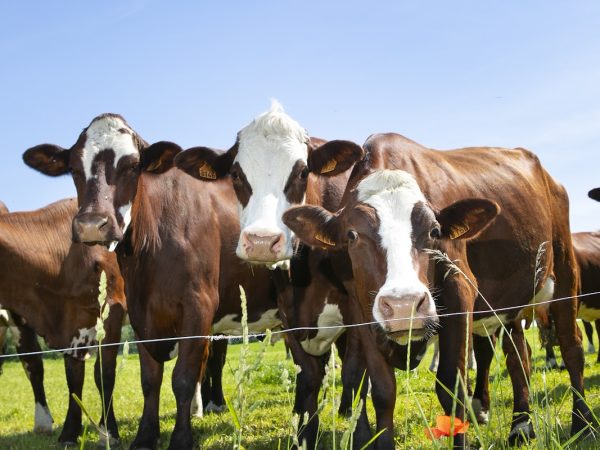 Estratégias para Combater a Diarreia Viral Bovina