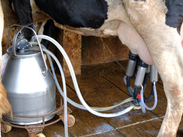 Qualidade do Leite Bovino: Ingredientes Chave para Aumentar a Produção