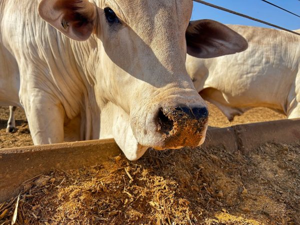Combate à Sodomia Bovina: Ferramentas e Técnicas de Tratamento