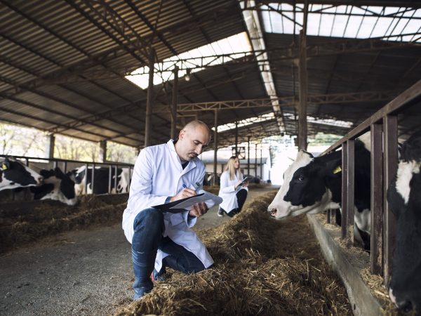 Cuidados Nutricionais para Bovinos: A Importância de um Bom Núcleo