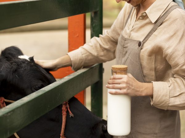 O Papel dos Probióticos na Saúde dos Bovinos de Leite