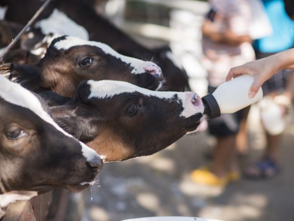 Tudo o Que Você Precisa Saber Sobre Vitaminas para Bezerros Recém Nascidos